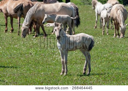 Horses With Foals Graze On Green Pasture.
