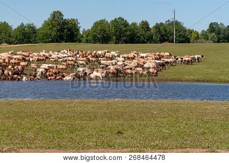 A Large Herd Of Horses Go To Water. Bashkiria.