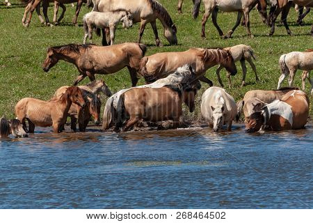Horses Are In The Water And Drink Water.