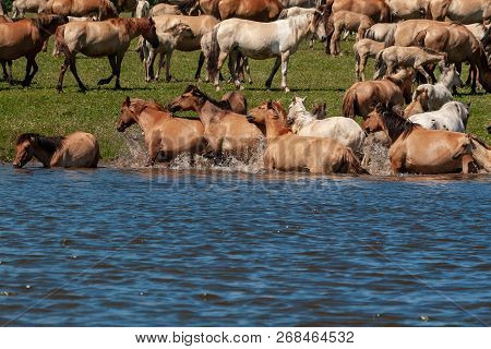 Horses Frolic In The Pond.