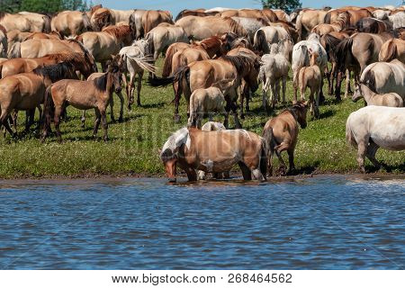 Horses Are In The Water And Drink Water.