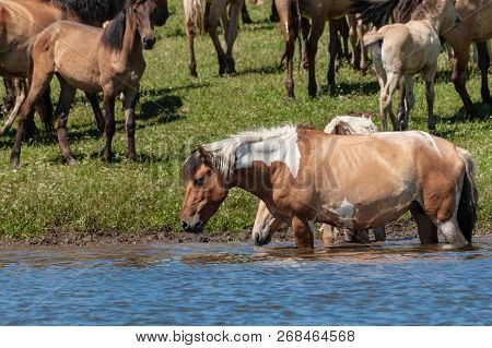 Horses Are In The Water And Drink Water.
