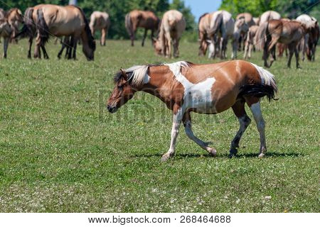 Spotted Horse. Horses Graze On A Green Meadow. Bashkiria.
