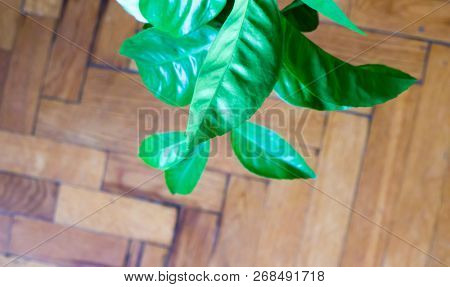 The Leaf objects.