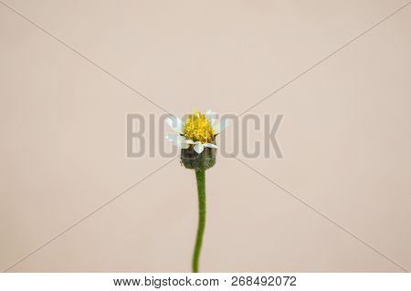 Close Up Fresh Small White Coatbuttons Flower