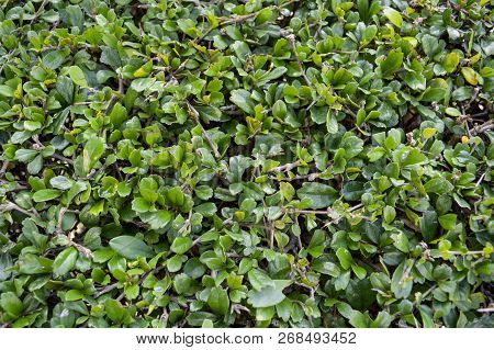 Fresh Green Carmona Retusa Plant In Nature Garden
