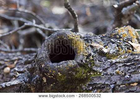 Mushrooms On A Tree Grow In The Pleasure