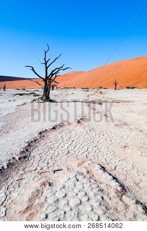 Dead Camel Thorn Trees In Deadvlei Dry Pan With Cracked Soil In The Middle Of Namib Desert Red Dunes