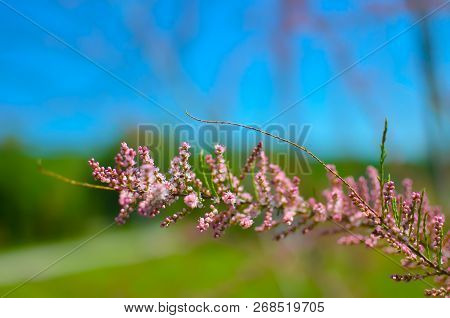 Branch Of A Pink Tamarix Blooming On A Turquoise Background