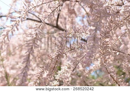 Branch Of A Pink Tamarix Blooming On A Turquoise Background