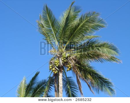 dattel palm på en australsk strand