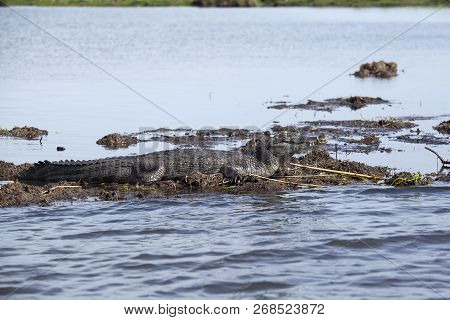 Dark Alligator (caiman Yacare) In Esteros Del Ibera, Argentina.