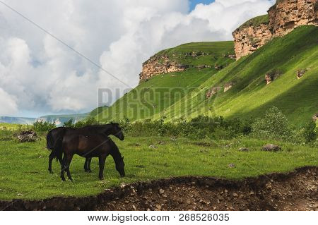 A Pair Of Horses Grazing On Green Pastures In A Mountain Valley Of A Mountain Gorge On Hills Of Mead