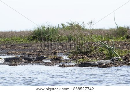 Dark Alligators (caiman Yacare) In Esteros Del Ibera, Argentina.