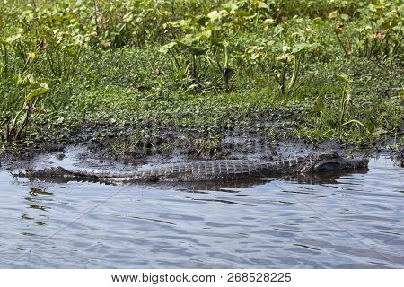 Dark Alligator (caiman Yacare) In Esteros Del Ibera, Argentina.