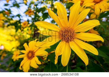 Sunrise Landscape Nature Of Golden Mountain By Mexican Sunflower Field Name Tung Bua Tong In Maehong
