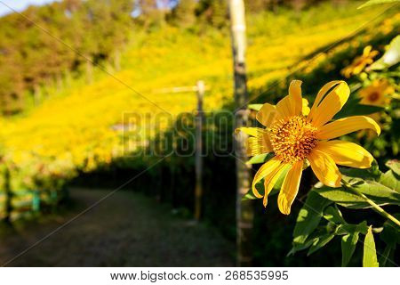 Sunrise Landscape Nature Of Golden Mountain By Mexican Sunflower Field Name Tung Bua Tong In Maehong