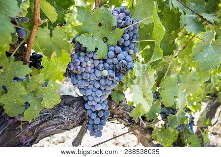 Fresh Organic Grapes Vineyards. Buca / Izmir / Turkey