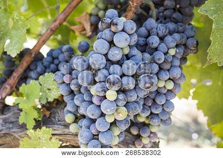 Fresh Organic Grapes Vineyards. Buca / Izmir / Turkey