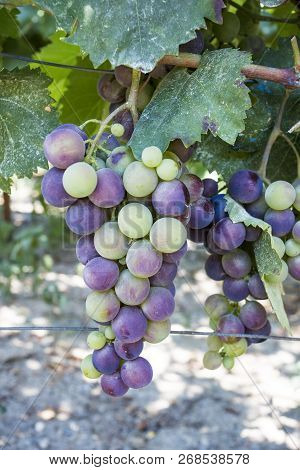Fresh Organic Grapes Vineyards. Buca / Izmir / Turkey