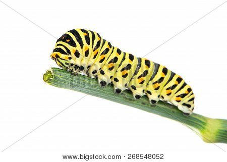Swallowtail Caterpillar On Branch