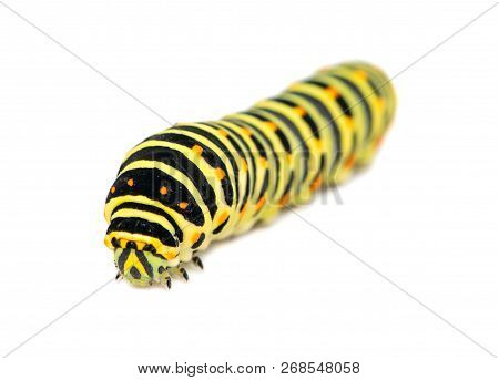 Swallowtail Caterpillar Isolated