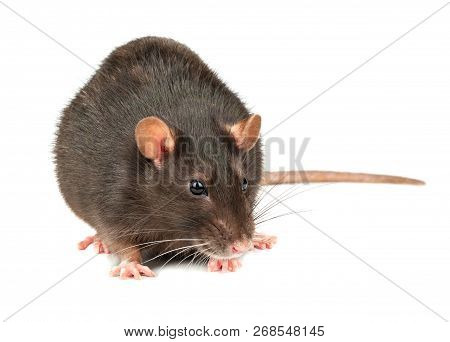 Grey Rat Isolated