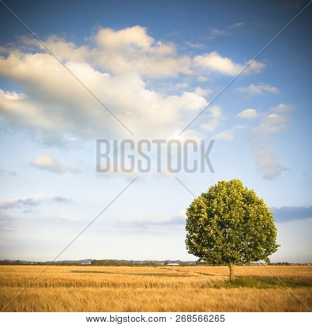 Isolated Tree In A Tuscany Wheatfield - (tuscany - Italy)