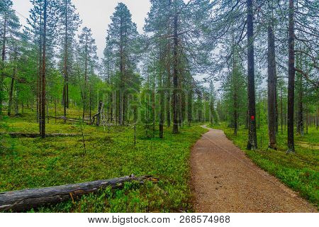 Footpath And Forest Along The Rykimakero Trail, In Pyha-luosto National Park, Lapland, Finland