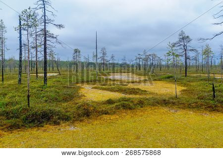 Landscape Of Marshland Along The Tunturiaapa Trail, In Pyha-luosto National Park, Lapland, Finland