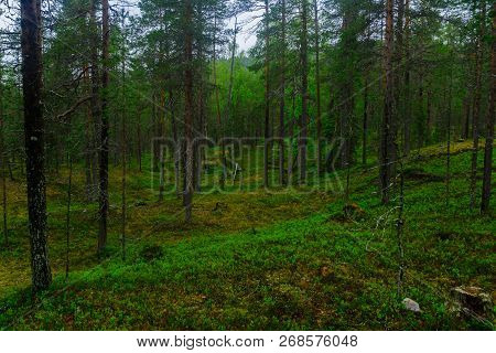 Trees And Forest Along The Tunturiaapa Trail, In Pyha-luosto National Park, Lapland, Finland