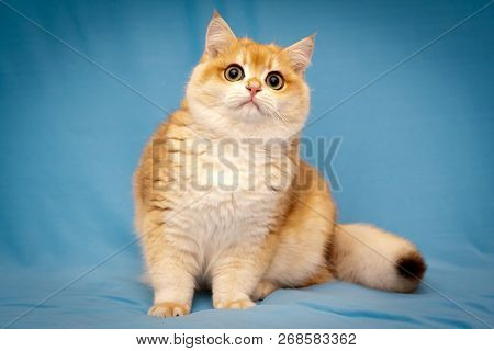 Golden British cat with a fluffy tail sits in front of the camera on a blue background and looks up. British shorthair male cat BRI ny 12 black golden shell.
