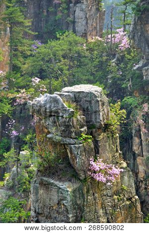 Famous tourist attraction of China - Zhangjiajie stone pillars cliff mountains on sunset at Wulingyuan, Hunan, China