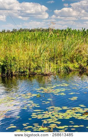 Wetlands In Nature Reserve Esteros Del Ibera, Argentina
