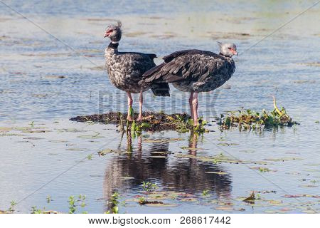 Southern Screamer Chauna Torquata In Esteros Del Ibera, Argentina