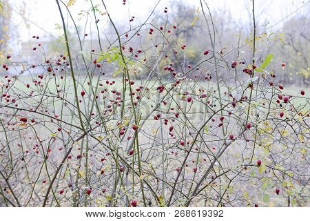 Hips Bush With Ripe Berries. Berries Of A Dogrose On A Bush. Fruits Of Wild Roses. Thorny Dogrose. R