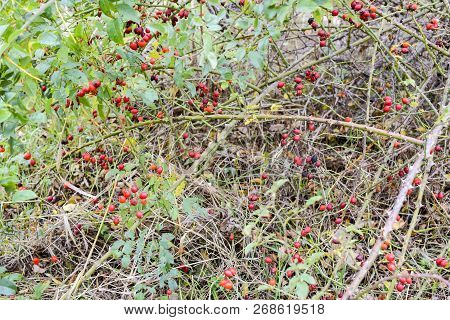 Hips Bush With Ripe Berries. Berries Of A Dogrose On A Bush. Fruits Of Wild Roses. Thorny Dogrose. R