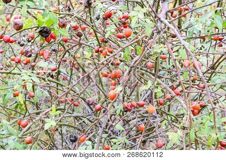 Hips Bush With Ripe Berries. Berries Of A Dogrose On A Bush. Fruits Of Wild Roses. Thorny Dogrose. R