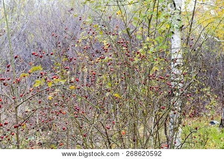 Hips Bush With Ripe Berries. Berries Of A Dogrose On A Bush. Fruits Of Wild Roses. Thorny Dogrose. R
