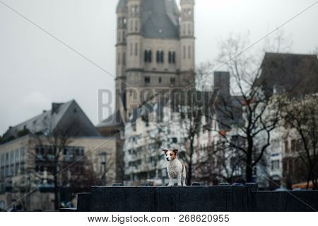Little Dog In The City. Travel With Your Pet. Jack Russell Terrier Dog On The Background Of Architec