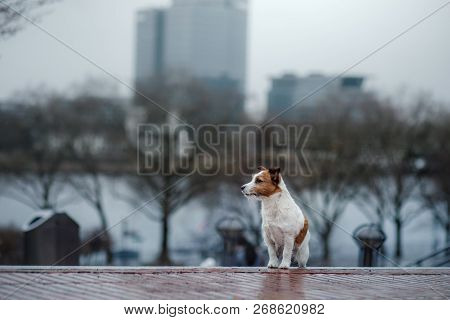 Little Dog In The City. Travel With Your Pet. Jack Russell Terrier Dog On The Background Of Architec