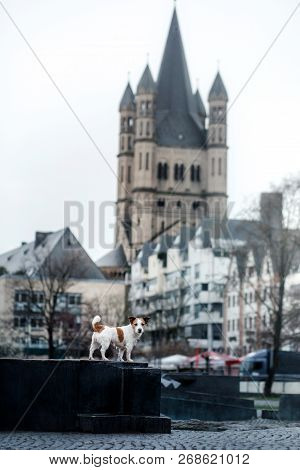 Little Dog In The City. Travel With Your Pet. Jack Russell Terrier Dog On The Background Of Architec