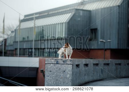 Little Dog In The City. Travel With Your Pet. Jack Russell Terrier Dog On The Background Of Architec