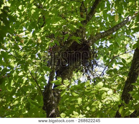 Birds Nest On A Tree In The Crown Of Branches