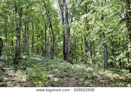Forest In The Mountains. Dark A Forest