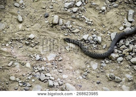 Viper Is Ordinary. Snake On The Road. The Snake Crawls Along The Ground With Rocks