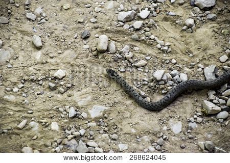 Viper Is Ordinary. Snake On The Road. The Snake Crawls Along The Ground With Rocks