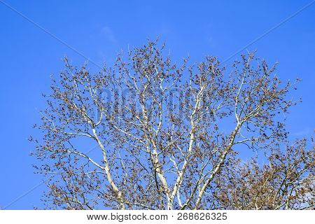 Blooming Silver Poplar. Silver Poplar Tree In Spring. Poplar Fluff From Flowers - Earrings.