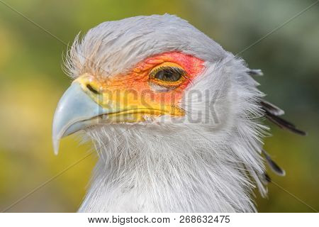 Secretarybird Close Up Portrait, African Bird Of Prey (sagittarius Serpentarius)