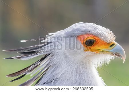 Secretarybird Close Up Portrait, African Bird Of Prey (sagittarius Serpentarius)